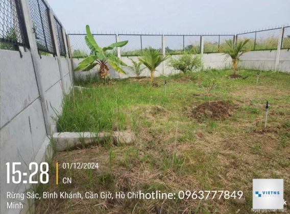 CÔNG TRÌNH CẦN GIỜ - TP HCM - CHIỀU DÀI 180 MÉT CAO 1.25 MÉT KẾT HỢP KHUÔN LƯỚI B 40 THI CÔNG 14 NGÀY